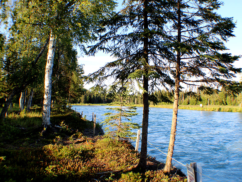 Kasilof River just feet away from the Cabins