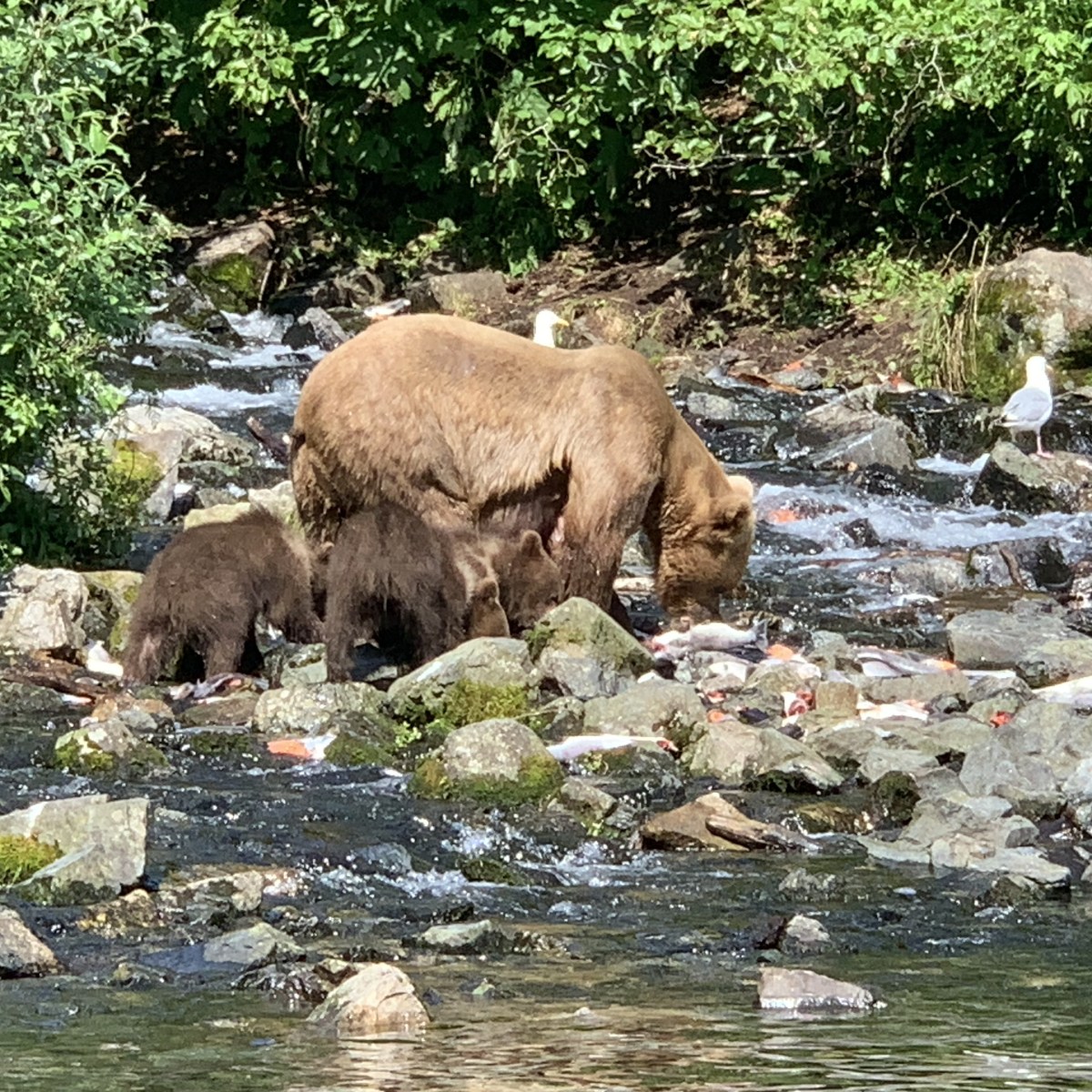 a brown bear walking across a river