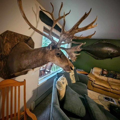 Living room with a mounted deer head on wall above couches and a window.