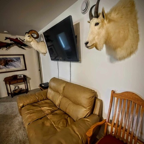 Living room with taxidermy mountain goat and ram heads, wall-mounted fish, TV, sofa, and wooden chair.