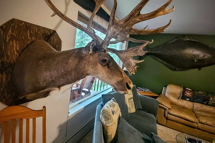 Living room with a large deer head mount on the wall above a grey sofa.