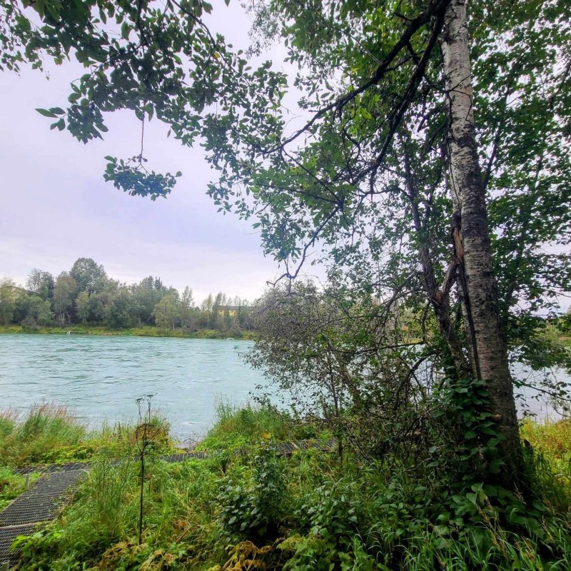 Tree-lined riverbank with lush greenery and a calm blue river under a cloudy sky.